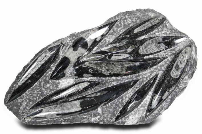 Polished Fossil Orthoceras (Cephalopod) Plate - Morocco #359662